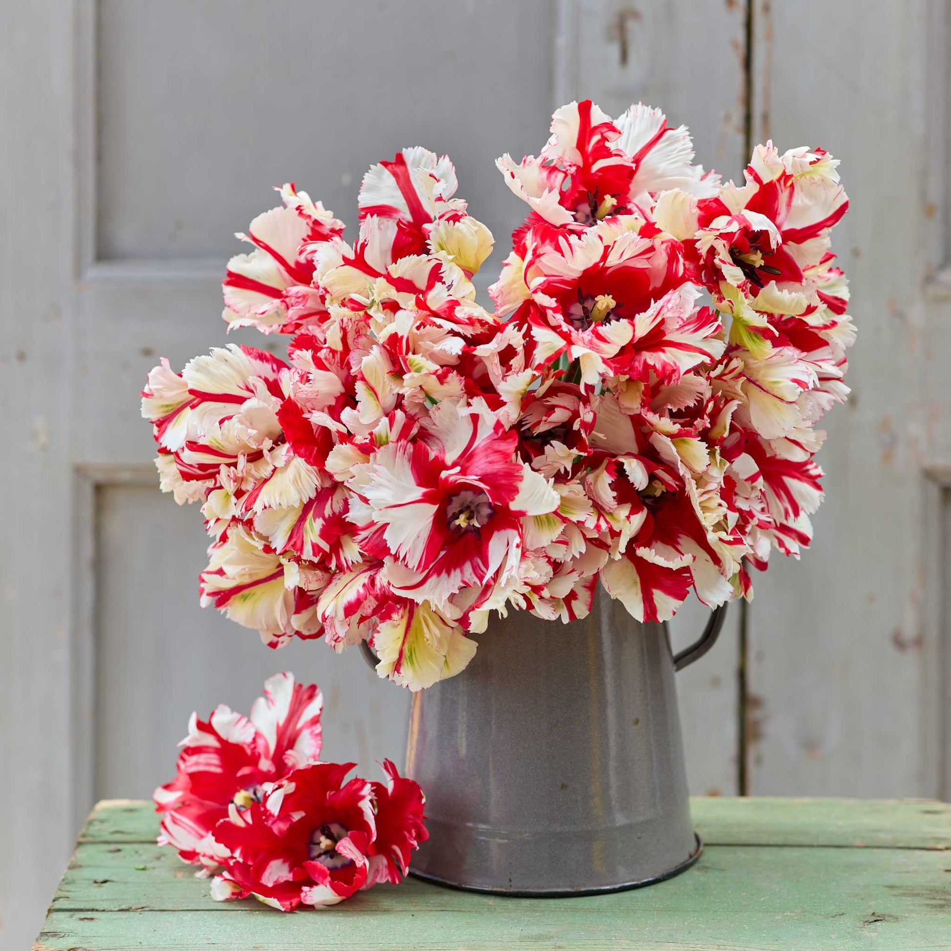 Bouquet of estella rijnveld tulips in a metal pot.