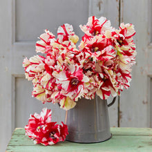 Bouquet of estella rijnveld tulips in a metal pot.