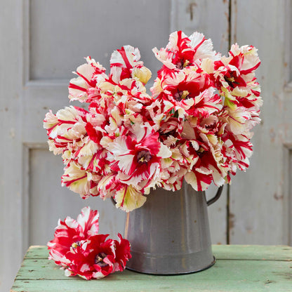 Bouquet of estella rijnveld tulips in a metal pot.