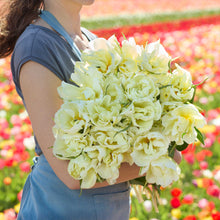 Person holding a bouquet of white exotic emperor tulip flowers against a blurred natural background