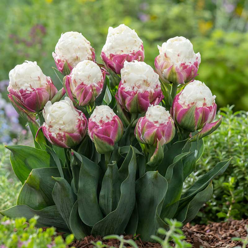 Tulip Bulbs - Ice Cream