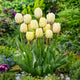 Tulip Bulbs - Ivory Floradale