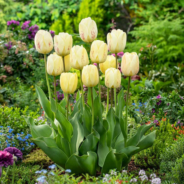 Darwin Hybrid Tulip Bulbs - Ivory Floradale | Fall Flower Bulbs