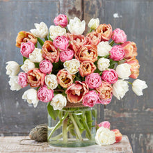 La Belle Epoque Bright Mix tulips in red and white on a soft blurred background