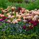 Tulip Bulbs - La Belle Epoque Mystery Mix