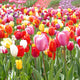 Tulip Bulbs - Landscaper Mix