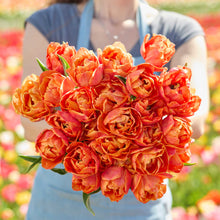 Person holding a bouquet of orange lorenzo tulips with a blurred floral background