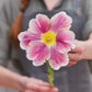 tulip mothers day mix