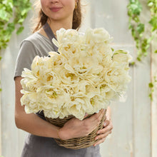 Person holding a large bouquet of white mount tacoma tulips in a wicker basket.
