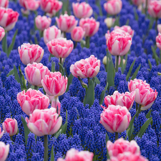 tulip muscari mix