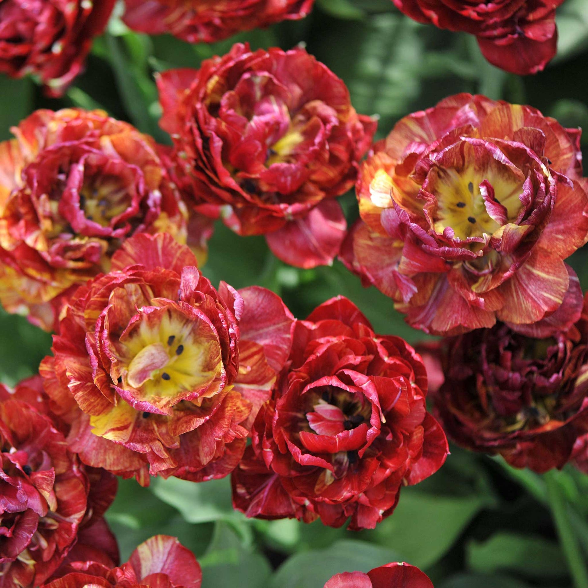 Close-up of red and orange nachtwatch tulips with green leaves in the background