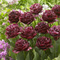 Close-up of dark purple tulips with green leaves and purple nachtwatch tulips in the background.