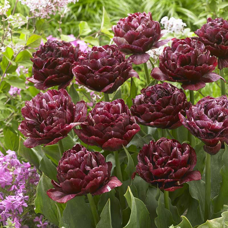 Close-up of dark purple tulips with green leaves and purple nachtwatch tulips in the background.