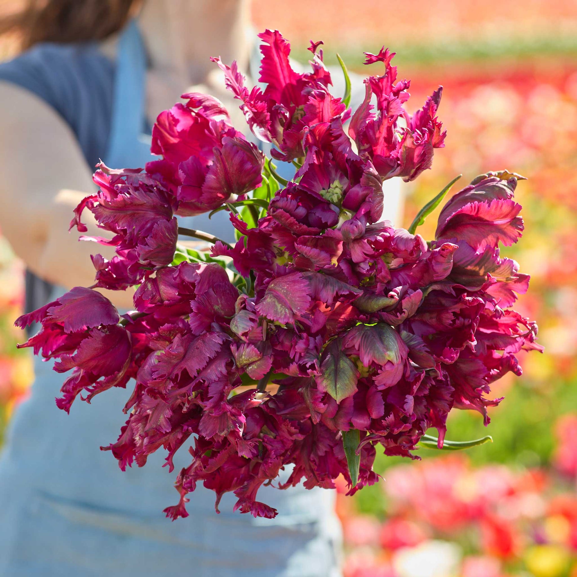 Bouquet of purple negrita parrot tulips held by a person in a blurred floral field