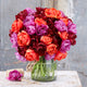 Tulip Bulbs - Passion Mix