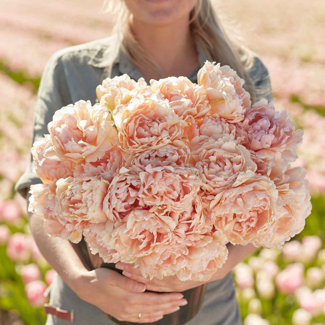 Flower Rit Tulip Bulbs - Pink Mist | Fall Flower Bulbs | Eden Brothers