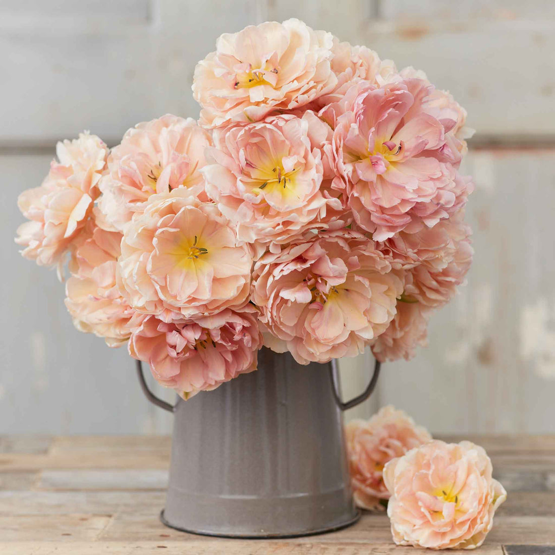 Flower Rit Tulip Bulbs - Pink Mist | Fall Flower Bulbs | Eden Brothers