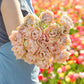 Tulip Bulbs - Pink Mist