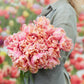 Pink Star tulips with pointed pink petals blooming in a lush green garden
