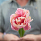 Pink Star tulip in vibrant pink with detailed petals on a blurred background