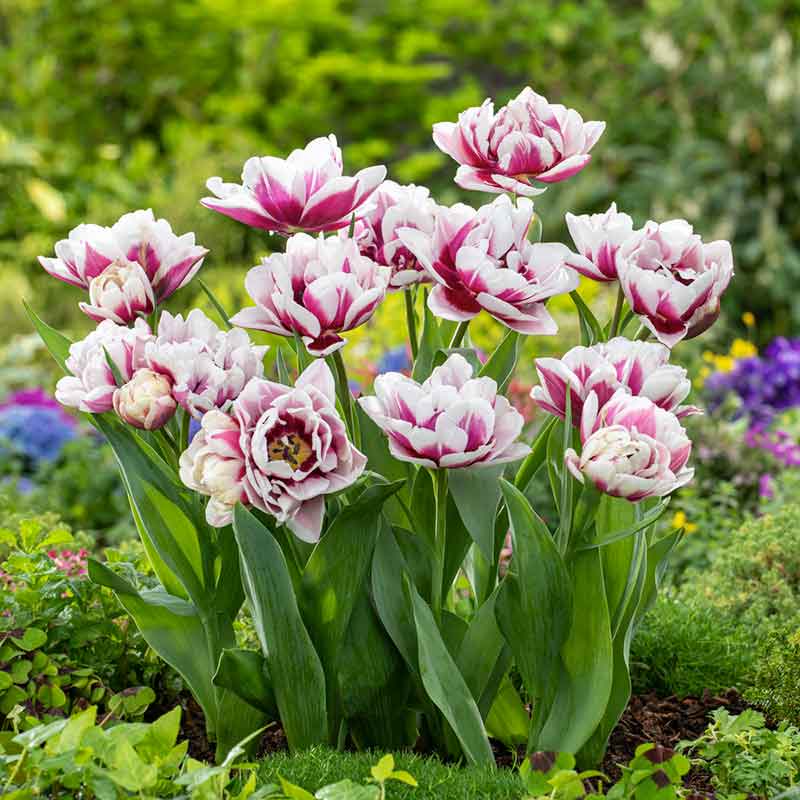 Pistache tulip in orange with red flame markings on a green foliage background | copyright: Floramedia UK Ltd