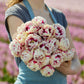 Person holding a bouquet of pink and white pistache tulip flowers with a blurred floral background