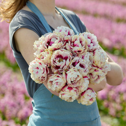 Person holding a bouquet of pink and white pistache tulip flowers with a blurred floral background