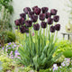 Tulip Bulbs - Queen of the Night