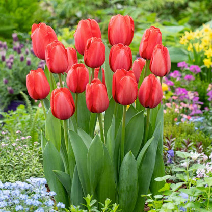 Red Impression tulip in vivid red with ruffled petals on a blurred green background | copyright: Floramedia UK Ltd