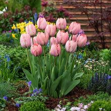 Pink salmon van eijk tulips in a garden with a wooden bench in the background | copyright: Floramedia UK Ltd