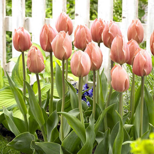 Pink salmon van eijk tulips in a garden with a white fence in the background