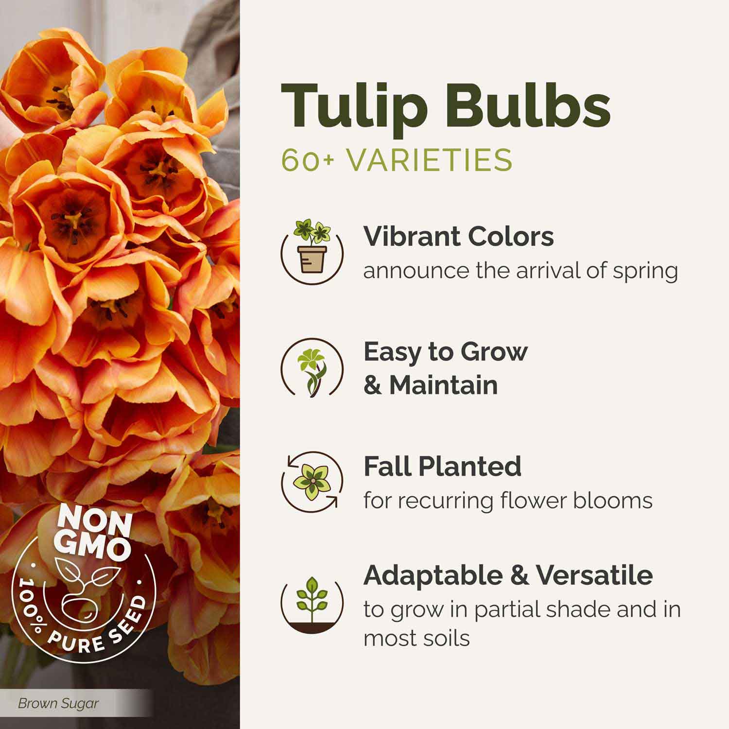 Promotional image of orange tulip bulbs with text highlighting features.