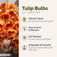 Promotional image of orange tulip bulbs with text highlighting features.