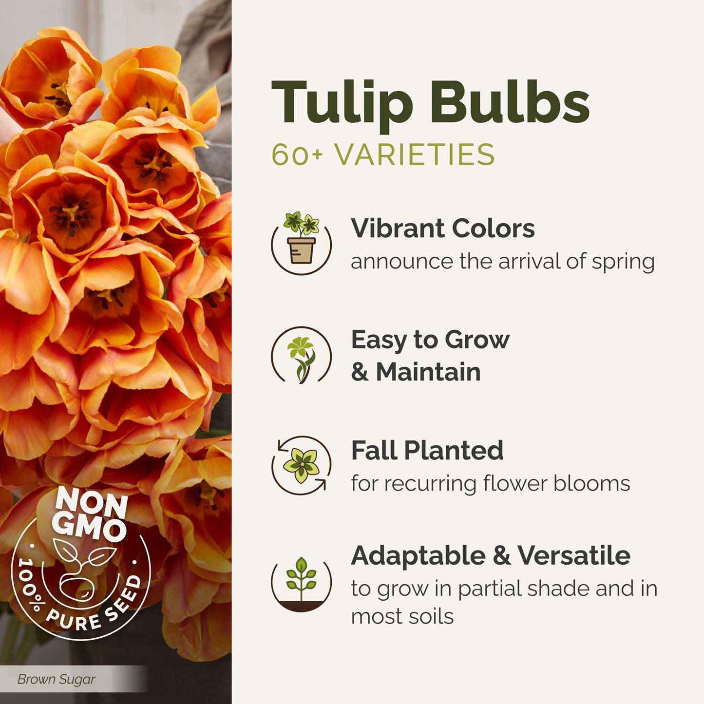 Promotional image of orange tulip bulbs with text highlighting features.