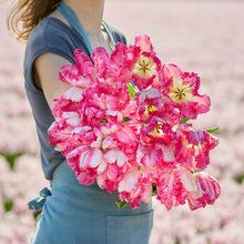 Woman holding a bouquet of pink and white silver parrot tulips with a blurred background