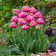 Tulip Bulbs - Strawberry Cream