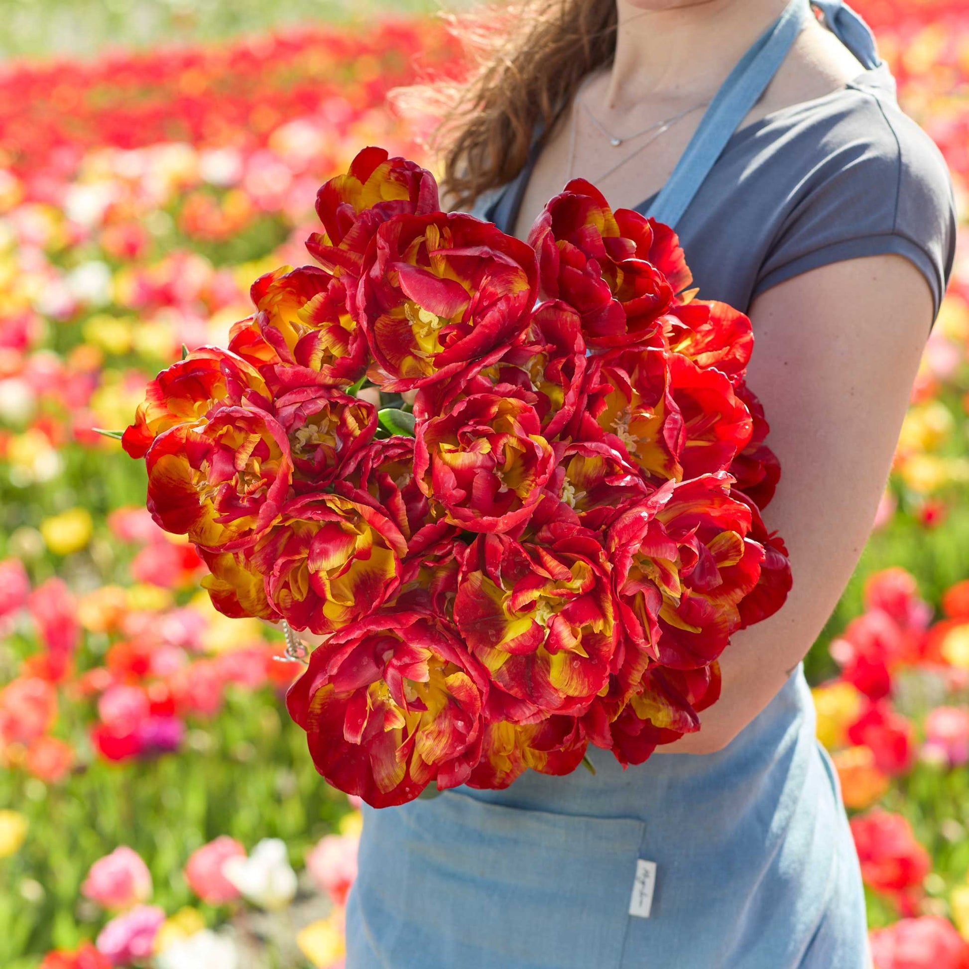 Person holding a bouquet of red and yellow tropical sensation tulips with a tulip field in the background