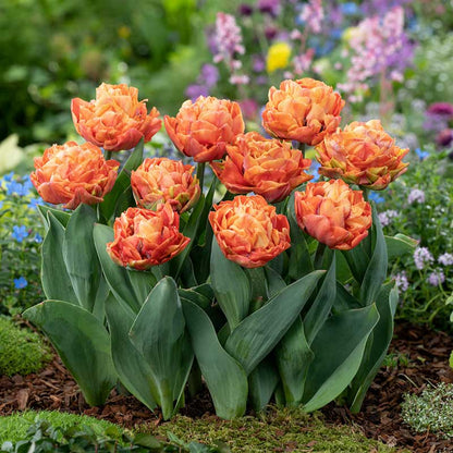 Valdivia tulip in a blend of red, orange and yellow on a blurred background | copyright: Floramedia UK Ltd