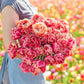 A person holding a large, dense bouquet of verona sunrise tulips in a sunny flower field.