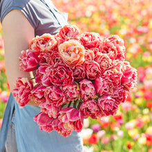 A person holding a large, dense bouquet of verona sunrise tulips in a sunny flower field.