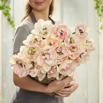 Wild Romance tulip in soft pink with ruffled petals on a soft background