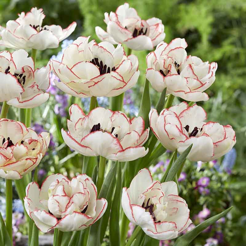 tulip wild romance