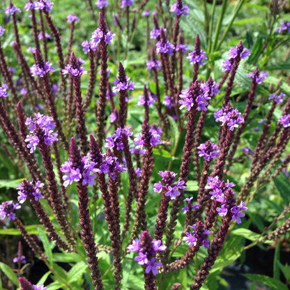 Blue vervain verbena flowers with dark reddish-brown spikes and green leaves in a garden setting.