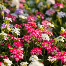 Verbena compacta mix purple, pink and white flowers with a green leafy background