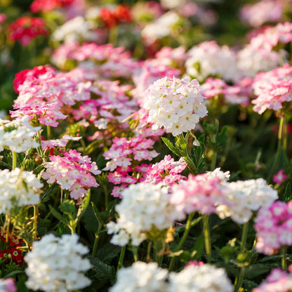Verbena compacta mix purple flower clusters with a soft blurred background