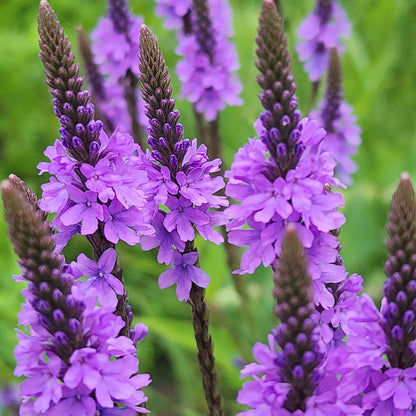 Close-up of purple hoary vervain verbena flower spikes with green foliage in a natural outdoor setting.
