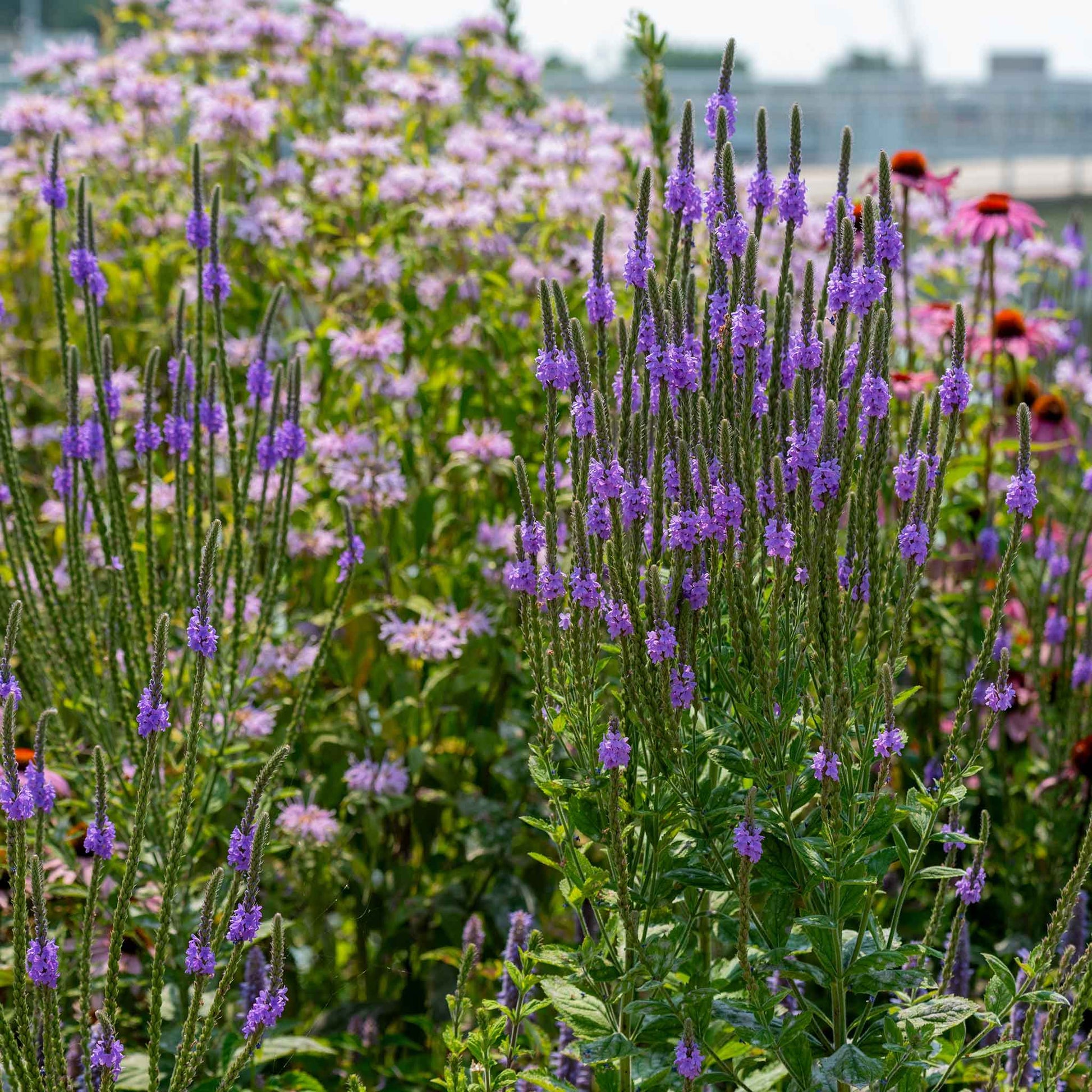 Purple hoary vervain verbena flowers with tall green stems in a garden bed, surrounded by other blooming flowers and foliage.