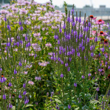 Purple hoary vervain verbena flowers with tall green stems in a garden bed, surrounded by other blooming flowers and foliage.