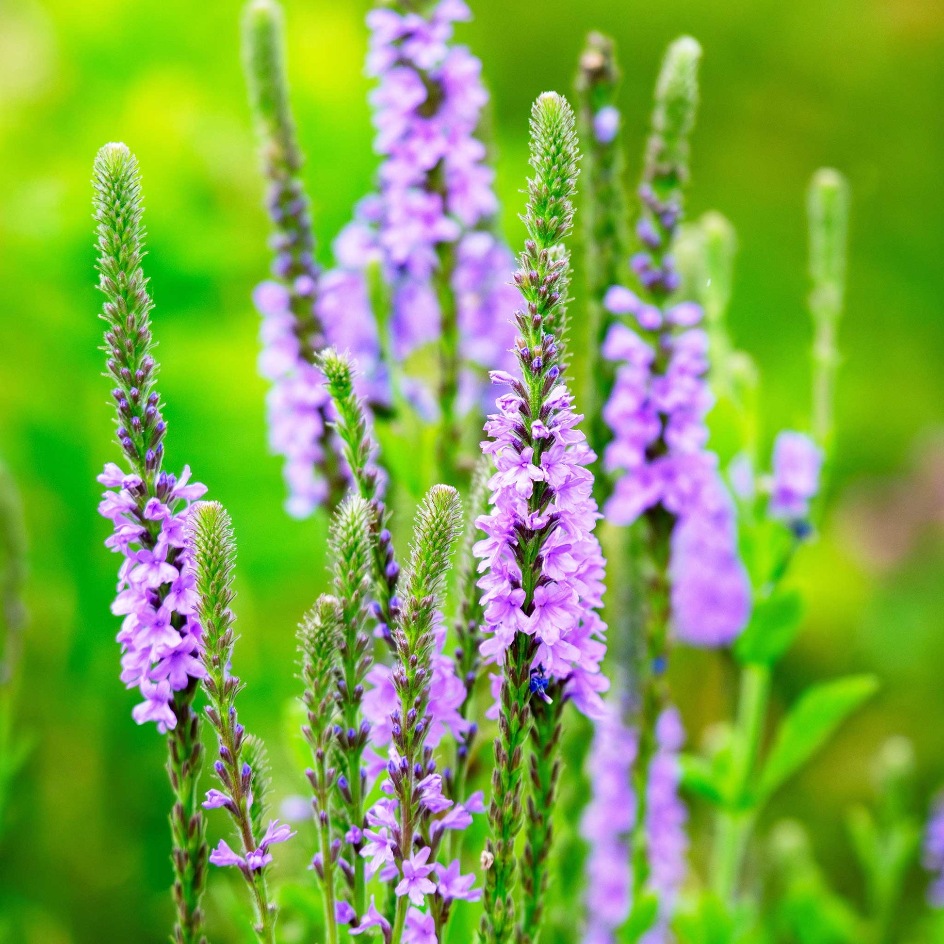 Purple hoary vervain verbena flowers on tall green spikes against a soft, blurred green background.