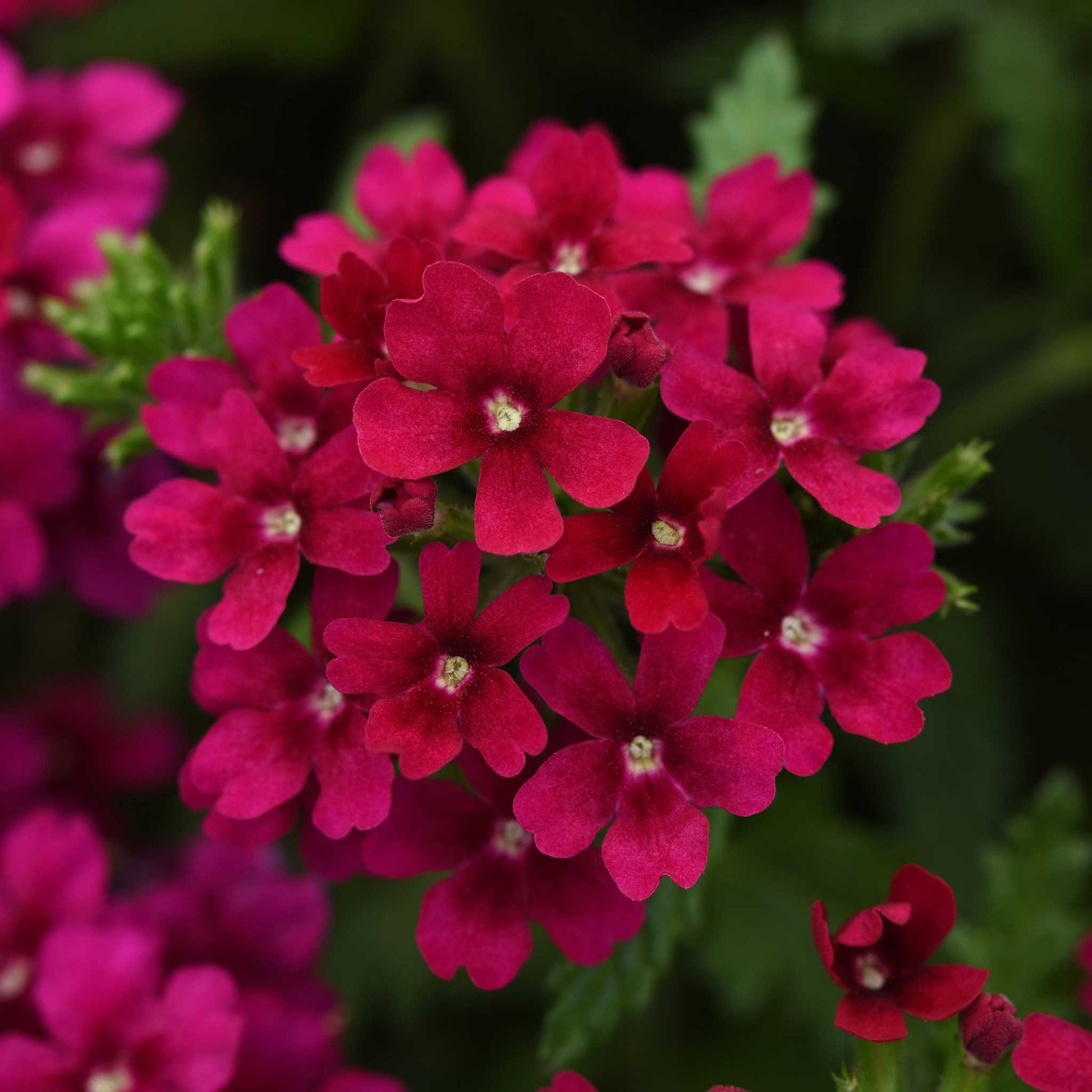 Verbena quartz bordeaux deep red and purple flowers with a green garden background